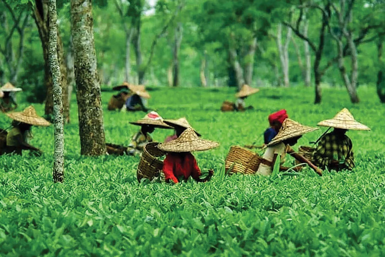 Assam Packages